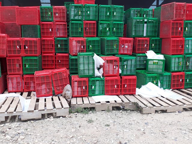 red-and-green-plastic-crates-on-wooden-pallets